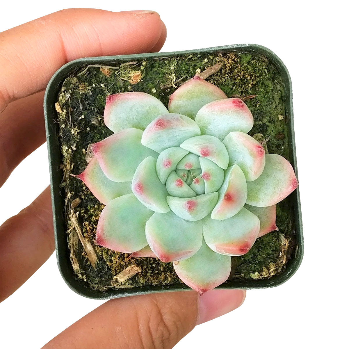 buy echeveria tippy pink succulent live succulent 2 inch online, clay pot presentation showcasing symmetrical rosette of blue-green leaves with prominent pink tips, iridescent powdery farina texture, compact and narrow growth habit