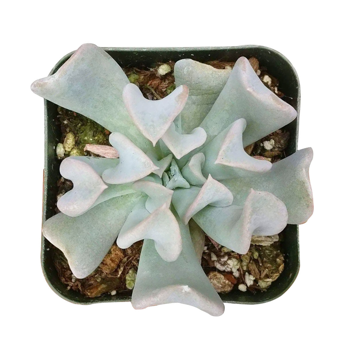 2 inch echeveria runyonii topsy turvy live air plant for sale in white modern pot, crisp minimalist container highlighting blue-gray inverted rosette leaves, fleshy waxy texture, compact non-trailing growth habit, easy care windowsill succulent, elegant gift for home decor lovers