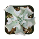 2 inch Echeveria runyonii 'Topsy Turvy' for sale. Echeveria runyonii 'Topsy Turvy' is admired for its distinctive twisted foliage and compact growth habit. It grows best in full sun to bright, indirect light and requires infrequent watering. This eye-catching succulent is ideal for beginners and collectors alike.