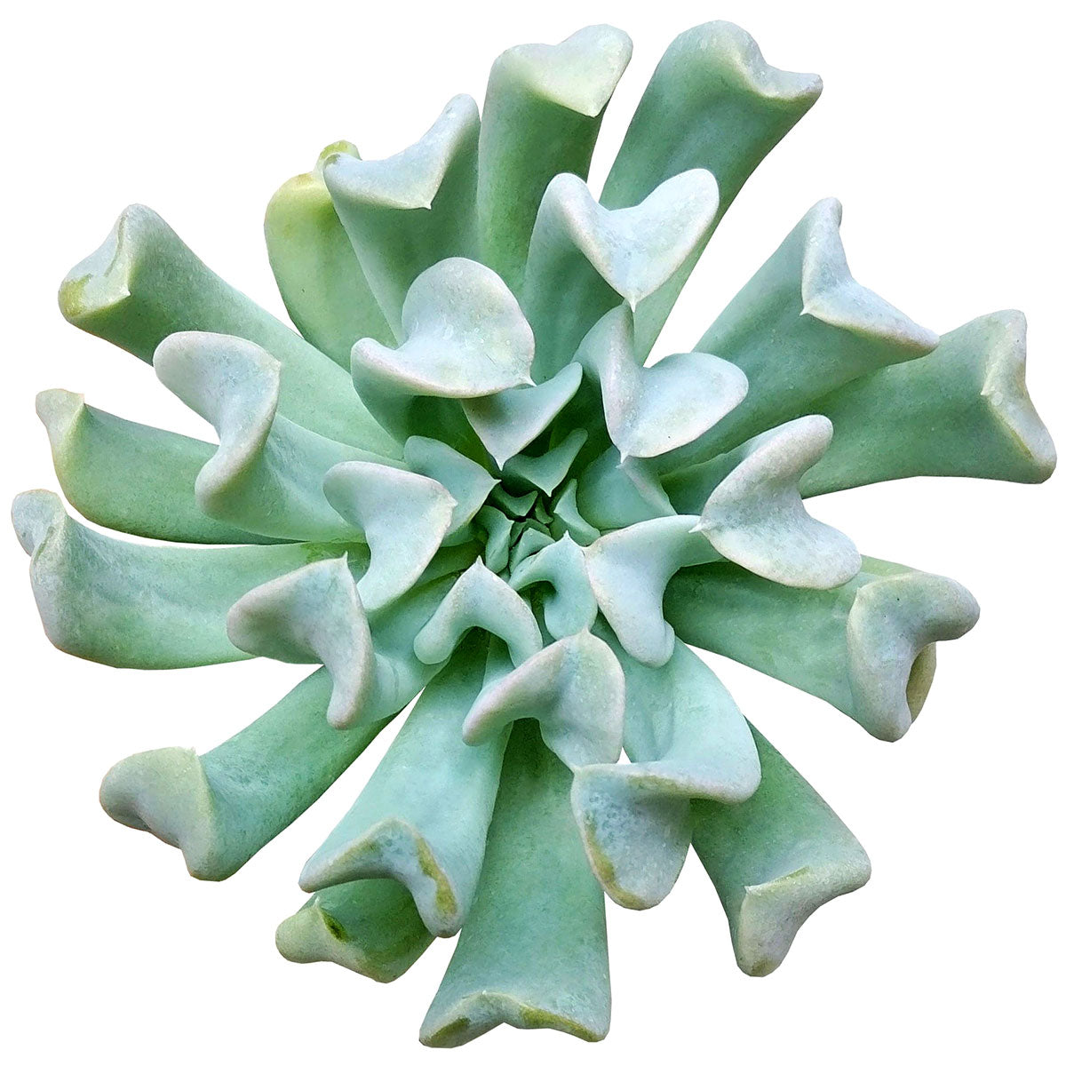 buy echeveria runyonii topsy turvy live air plant 2 inch online in clay pot, warm terracotta vessel showcasing silvery-gray rosette with distinctively folded leaves, drought-tolerant and sun-loving succulent, whimsical upside-down leaf shape, charming gift for succulent enthusiasts