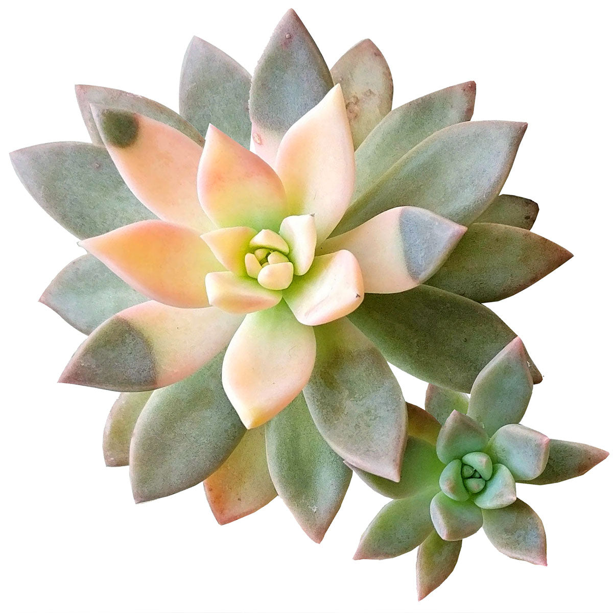 RARE Variegated Ghost Succulent 2", 4" for Sale, Ghost Succulent Halloween Plant Gift 2025, Buy Succulent Ghost Plant for Halloween Decor, Spooky Plants Perfect for Halloween