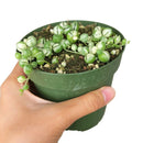 senecio string of pearls variegated succulent for sale, senecio rowleyanus, variegated string of pearls care, buy string of pearls variegated online, hanging/ trailing succulent plants, succulent hanging basket, succulent gift ideas, succulent gift delivery, succulent birthday gift