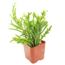 buy crassula watch chain - crassula muscosa live succulent 2 inch online, distinctive moss-like branching stems with tightly packed scale leaves, light green to bronze-tipped coloring depending on light exposure, compact then cascading growth habit over time, suited for terrariums open-air rock gardens and small containers, architectural statement piece for any indoor plant display, thoughtful and unique succulent gift for any occasion