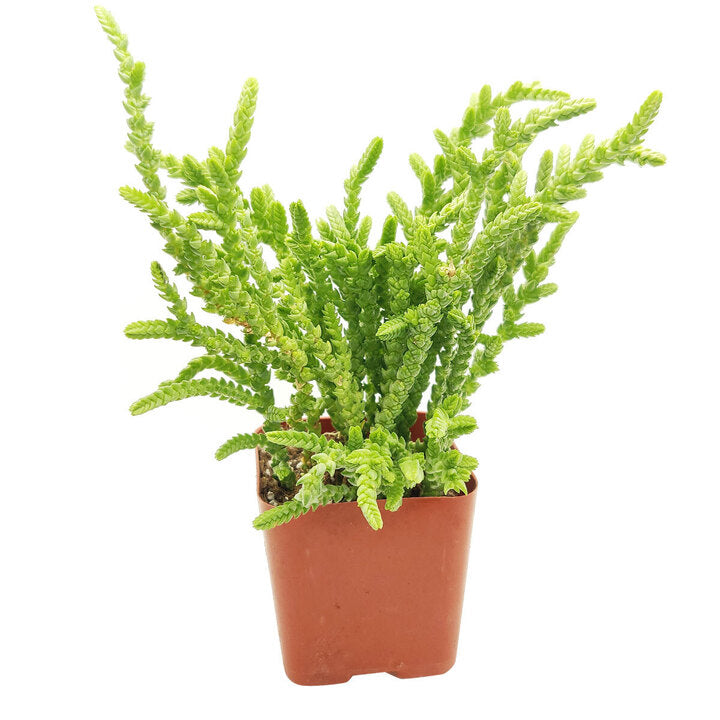 4 inch crassula watch chain - crassula muscosa live succulent for sale, intricate scale-like mossy leaf texture, rich forest green stems cascading over pot edge, spreading succulent with architectural interest, low water needs and drought tolerant nature, eye-catching addition to a boho or contemporary indoor space, wonderful housewarming or birthday gift
