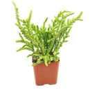 buy crassula watch chain - crassula muscosa live succulent 2 inch online, distinctive moss-like branching stems with tightly packed scale leaves, light green to bronze-tipped coloring depending on light exposure, compact then cascading growth habit over time, suited for terrariums open-air rock gardens and small containers, architectural statement piece for any indoor plant display, thoughtful and unique succulent gift for any occasion