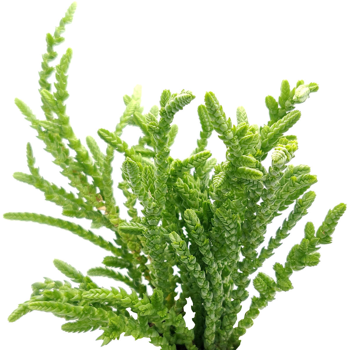 4 inch crassula watch chain - crassula muscosa live succulent for sale, dense zipper-like branching stems, bright forest green foliage with fine white hair texture, spreading and cascading growth form, easy care beginner-friendly succulent, stunning textural accent for terrarium displays, ideal botanical gift for plant enthusiasts