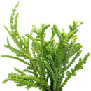 buy crassula watch chain - crassula muscosa live succulent 2 inch online, distinctive moss-like branching stems with tightly packed scale leaves, light green to bronze-tipped coloring depending on light exposure, compact then cascading growth habit over time, suited for terrariums open-air rock gardens and small containers, architectural statement piece for any indoor plant display, thoughtful and unique succulent gift for any occasion