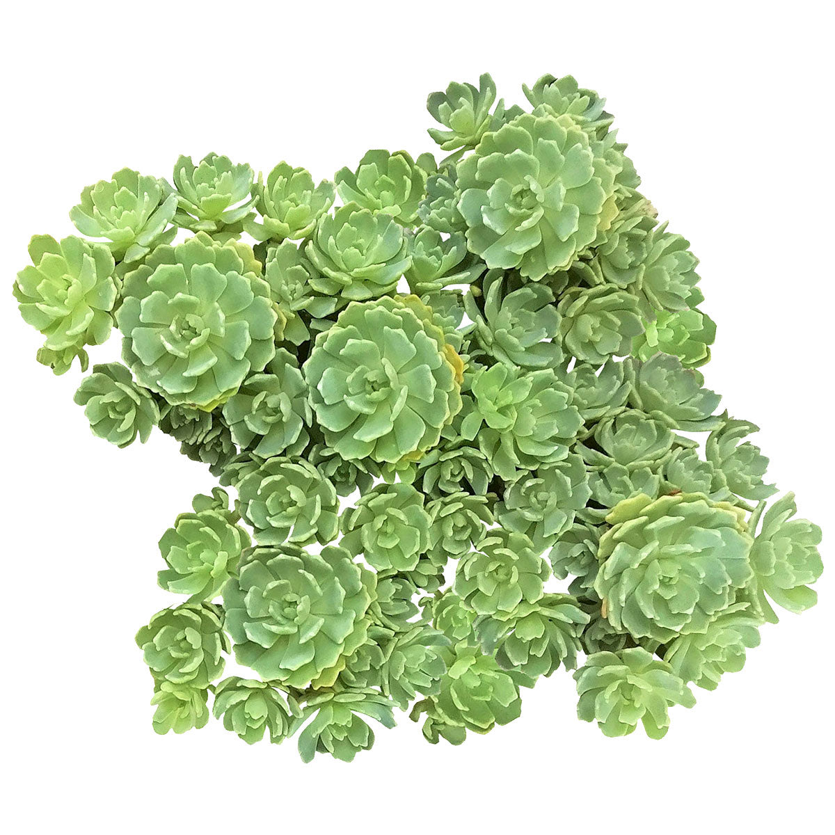 buy white diamond sedum pachyclados live succulent 2 inch online, compact blue-gray rosette clusters, fleshy serrated leaf tips that catch water like diamonds, low spreading mat-forming growth habit, drought tolerant and frost hardy, ideal for sunny windowsills or rock garden displays, a charming gift for succulent lovers and beginners alike