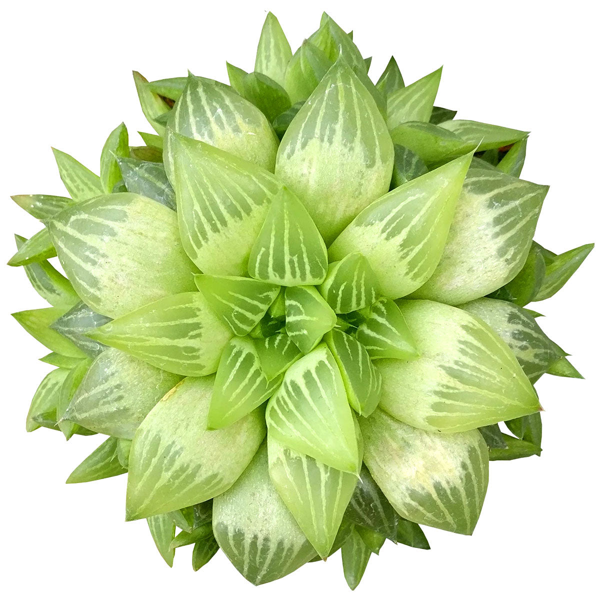 Star Window Haworthia Succulent, succulents garden, succulent plant, Rare succulents, Succulents shop near me, cactus, succulents store in CA, how to grow succulents, succulent care, Star Window Haworthia Succulent in California, How to grow Star Window Haworthia Succulent. indoor succulents