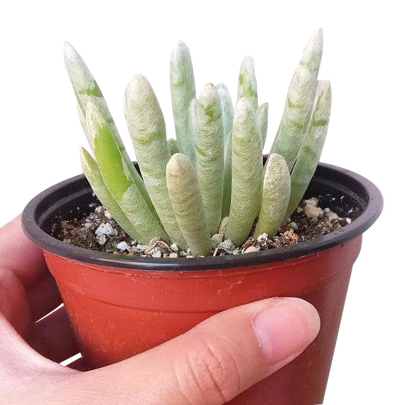 2 inch woolly senecio scaposus live succulent for sale, shimmering silver-grey rosette form, fleshy spike-shaped leaves with white woolly coating, clumping low-profile growth, thrives in full sun with minimal watering