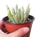 2 inch woolly senecio scaposus live succulent for sale, shimmering silver-grey rosette form, fleshy spike-shaped leaves with white woolly coating, clumping low-profile growth, thrives in full sun with minimal watering