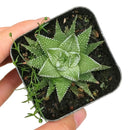 6 inch haworthia zebra - haworthia fasciata plant live succulent for sale, bold contrasting white and forest green zebra striped rosette, upright clumping growth with offsets that spread slowly, extremely hardy with few pest concerns and minimal care requirements, releases oxygen at night using cam photosynthesis making it a smart bedroom or office plant, stunning collector quality specimen with decades of life ahead, an impressive and meaningful gift for succulent enthusiasts