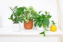 6" pot pothos jade live houseplant for sale, bold cascading emerald vines with thick waxy non-variegated leaves, trailing and climbing dual-purpose indoor plant, highly resilient fast-growing devil's ivy variety, suitable for low light to bright indirect conditions, a lush and versatile decor plant for kitchens bathrooms and offices, a thoughtful evergreen gift for any plant lover