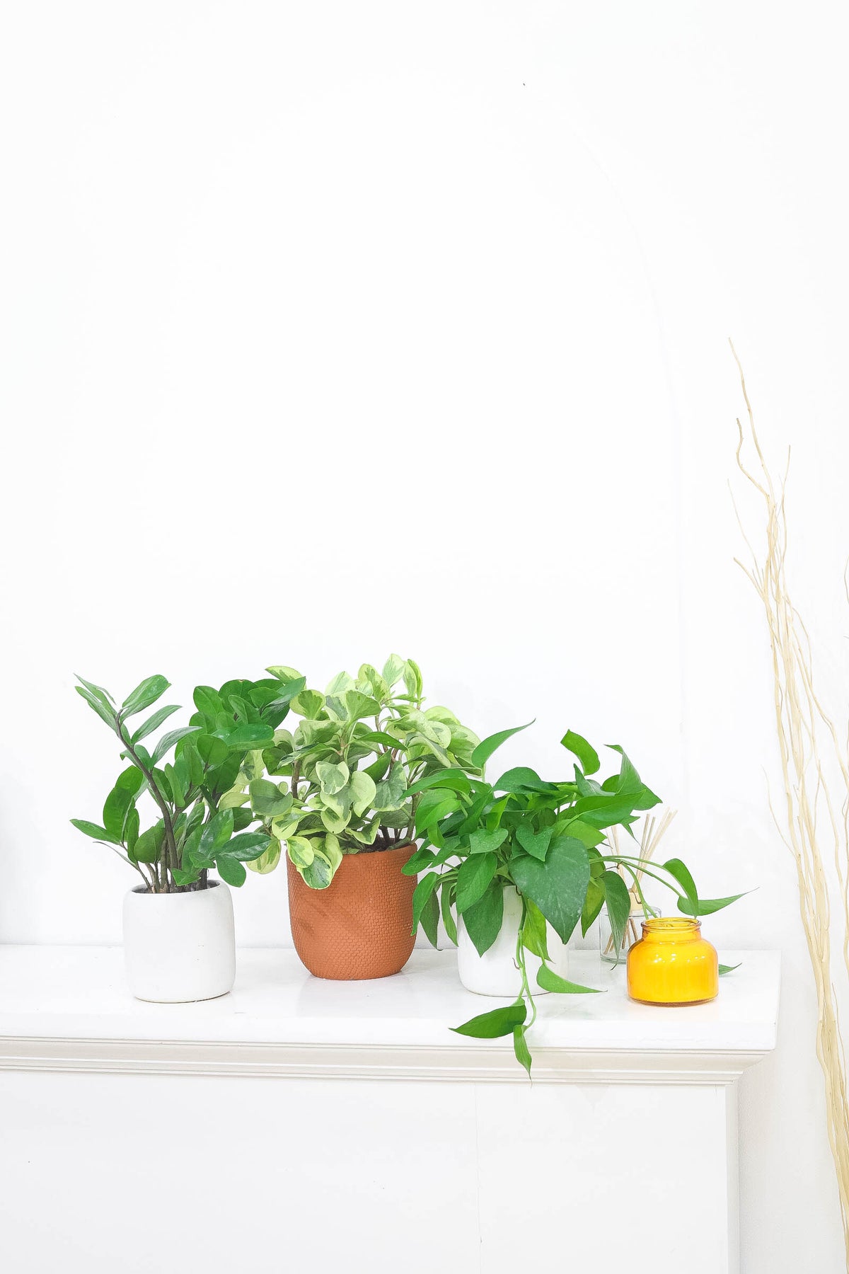 buy pothos jade live houseplant 4" pot online, glossy dark green trailing foliage with classic heart-shaped form, compact potted vining plant for desks and tabletops, air-purifying epipremnum aureum jade cultivar, forgiving drought-tolerant and low-maintenance nature, a timeless indoor green accent for modern and eclectic decor, an easy and impressive gift for plant parents