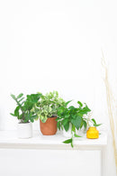 6" pot pothos jade live houseplant for sale, bold cascading emerald vines with thick waxy non-variegated leaves, trailing and climbing dual-purpose indoor plant, highly resilient fast-growing devil's ivy variety, suitable for low light to bright indirect conditions, a lush and versatile decor plant for kitchens bathrooms and offices, a thoughtful evergreen gift for any plant lover