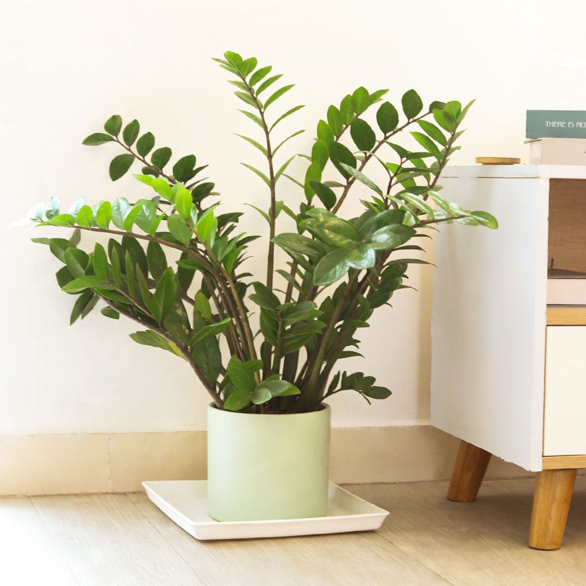 buy ZZ Plant live houseplant 3" pot online, glossy dark green upright leaves, thick waxy leaflets, slow growing architectural form, drought tolerant and easy care, elegant statement plant for modern living rooms, perfect low maintenance gift for plant beginners