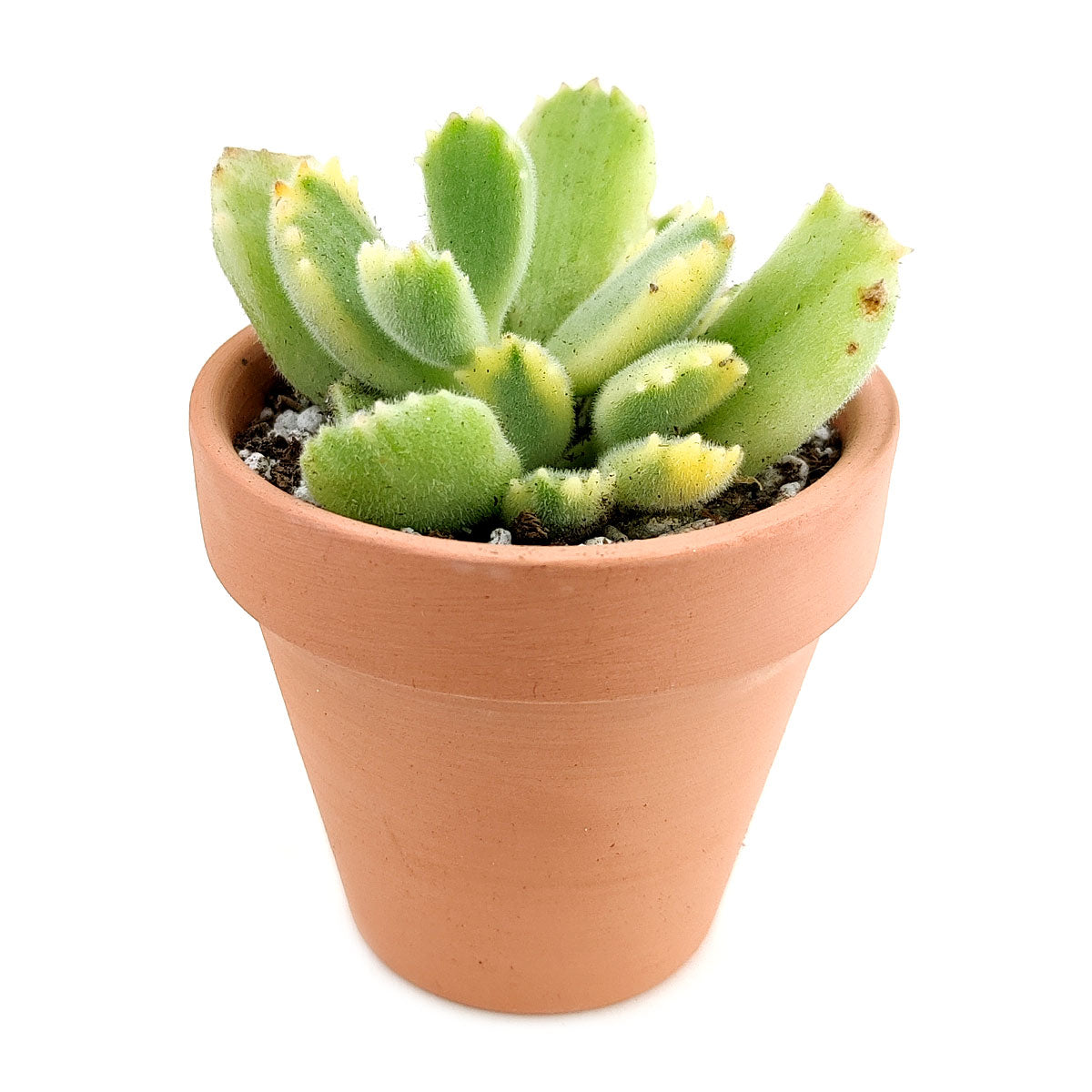buy cotyledon tomentosa bear paw live succulent 2 inch online in plastic pot, pale green leaves with reddish bear claw teeth, densely branched compact form, velvety hair-covered foliage, easy care beginner succulent, adorable nature-inspired desk or