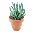 buy senecio mandraliscae blue chalk sticks live succulent 2 inch online, vivid powdery blue-green stems in bamboo pot, pencil-shaped fleshy upright leaves, forms dense spreading clusters, low water low fuss care routine