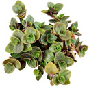 Callisia Repens Creeping Inch Plant, Turle Vine, Bolivian Jew, Succulents for sale, Best Indoor Plant, Creeping Basketplant, Succulent gift ideas, Succulent home decor