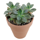 buy echeveria chroma succulent live succulent 2 inch online in bamboo pot, multicolor rosette with deep rose maroon orange and blush pink variegated fleshy leaves, shrubby clumping succulent with offset-forming habit