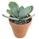 buy crassula cotyledonis live succulent 2 inch online, dense rosette of oblanceolate paddle leaves covered in coarse hairs, grey-green foliage with vivid red blush under bright light stress, upright compact clumper reaching up to 6 to 8 inches at mat
