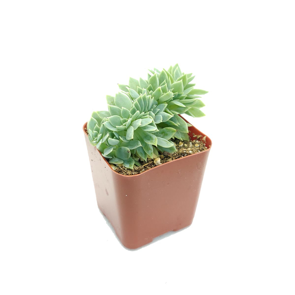 4 inch echeveria blue atoll live air plant for sale, dusky blue-gray foliage with chalky finish creating soft muted aesthetic appeal, well-developed compact rosette structure ideal for container gardening and indoor plant collections, requires bi-weekly rotation to prevent one-sided growth and maintain balanced proportions, sensitive to temperature stress and air movement from climate control systems, elegant living decor accent, wonderful gift for thoughtful plant parents