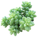 2 inch Succulent Randomly Picked, Types of succulents for sale, Colorful Succulents Collectionv