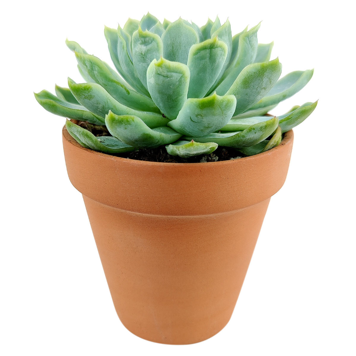 buy echeveria elegans mexican snowball live succulent 2 inch online, symmetrical pale green rosette with farina wax coating, spoon-shaped leaf arrangement, compact slow-growing succulent, thrives in bright indirect light, elegant desk or windowsill display plant, ideal low maintenance gift for succulent fans