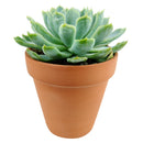 Buy Echeveria Elegans 'Mexican Snowball' 4 inch online. Echeveria Elegans 'Mexican Snowball' is a graceful succulent featuring large blue-green rosettes with a smooth, symmetrical appearance. It thrives in bright light and well-draining soil while requiring minimal watering. This easy-care plant is an excellent addition to indoor succulent collections and sunny spaces.