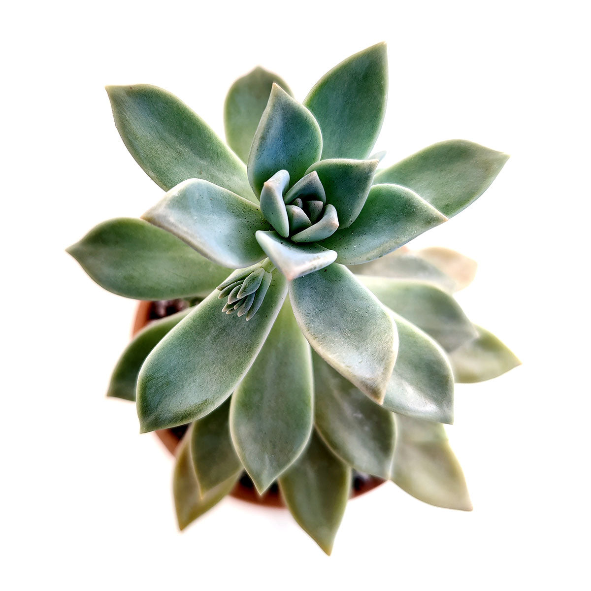 buy ghost plant graptopetalum paraguayense live succulent 2 inch online, densely clustered pearlescent rosettes with powdery white farina surface, trailing stems cascade gracefully over pot edge, pet safe and cold hardy with excellent drought toleran