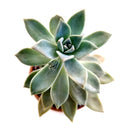 buy ghost plant graptopetalum paraguayense live succulent 2 inch online, densely clustered pearlescent rosettes with powdery white farina surface, trailing stems cascade gracefully over pot edge, pet safe and cold hardy with excellent drought toleran