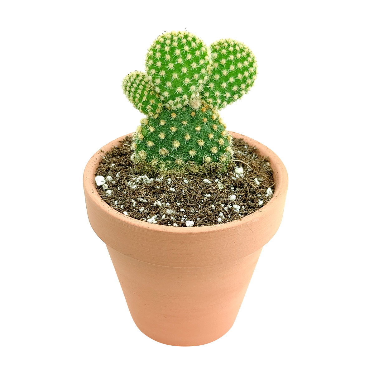 Bunny Ears Cactus, succulents, cactus, succulent plant, succulent care, rare succulents, indoor succulents, outdoor succulents, succulent subscription, monthly succulents, succulent care guide, succulents shop near me, Bunny Ears Cactus in California, succulents store in CA, how to grow Bunny Ears Cactus, cactus, cactus succulent, succulent cactus, cacti, cactus and succulents, succulents box, succulent shop, buy succulents online