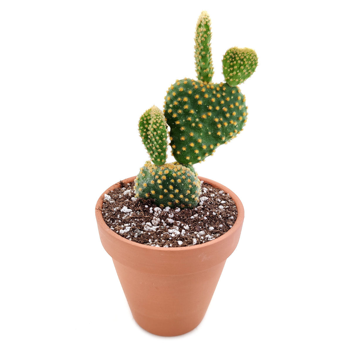 Bunny Ears Cactus, succulents, cactus, succulent plant, succulent care, rare succulents, indoor succulents, outdoor succulents, succulent subscription, monthly succulents, succulent care guide, succulents shop near me, Bunny Ears Cactus in California, succulents store in CA, how to grow Bunny Ears Cactus, cactus, cactus succulent, succulent cactus, cacti, cactus and succulents, succulents box, succulent shop, buy succulents online
