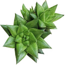 4 inch haworthia marumiana var. batesiana succulent live succulent for sale, architectural dwarf clumping succulent with striking reticulate leaf patterning in bright and deep green tones, smooth-edged fleshy leaves tipped with white spines, drought tolerant and hardy for indoor spaces, refined white modern pot or bamboo pot display for shelves or desks, rare south africa collector find and perfect plant enthusiast gift