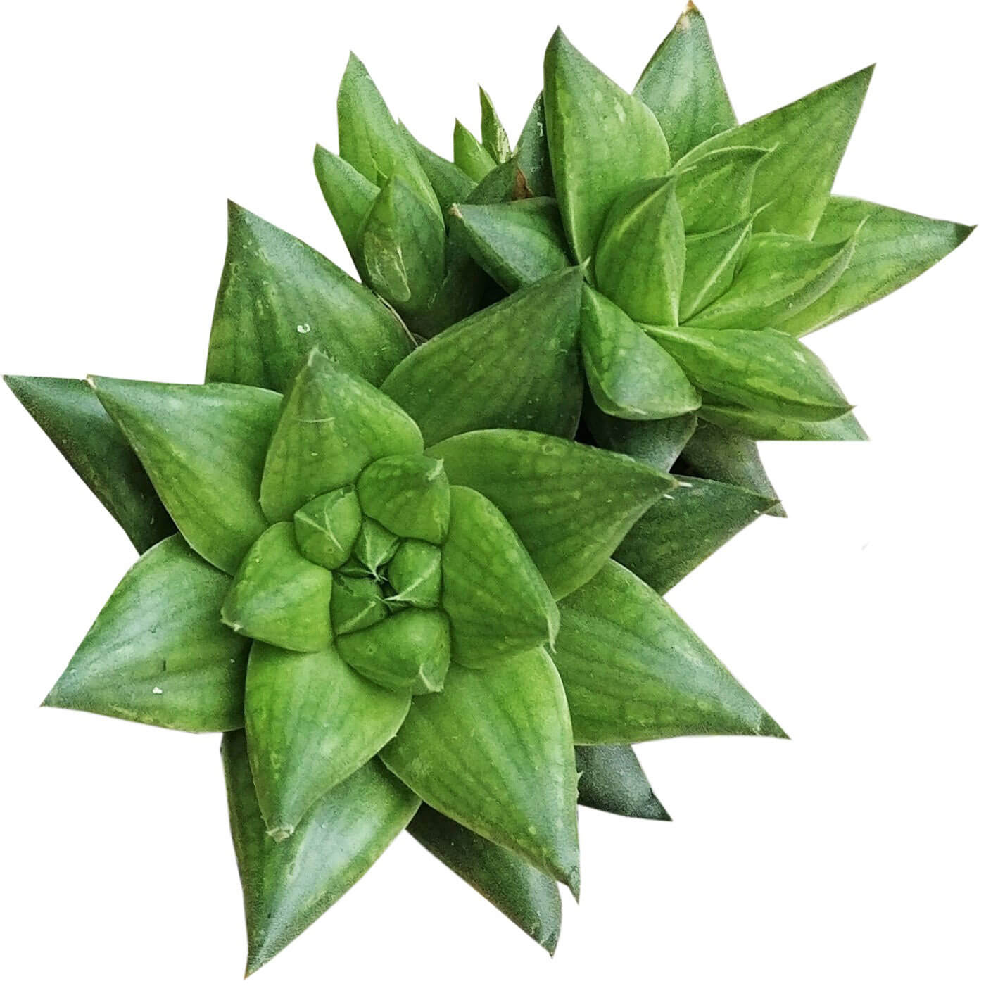 buy haworthia marumiana var. batesiana succulent live succulent 2 inch online, compact bright green rosette with translucent reticulate leaf markings, slow-growing clumping form, smooth-margined fleshy leaves, low-light tolerant drought-resistant succulent, minimalist windowsill or desk decor accent, perfect pet-safe gift for plant lovers