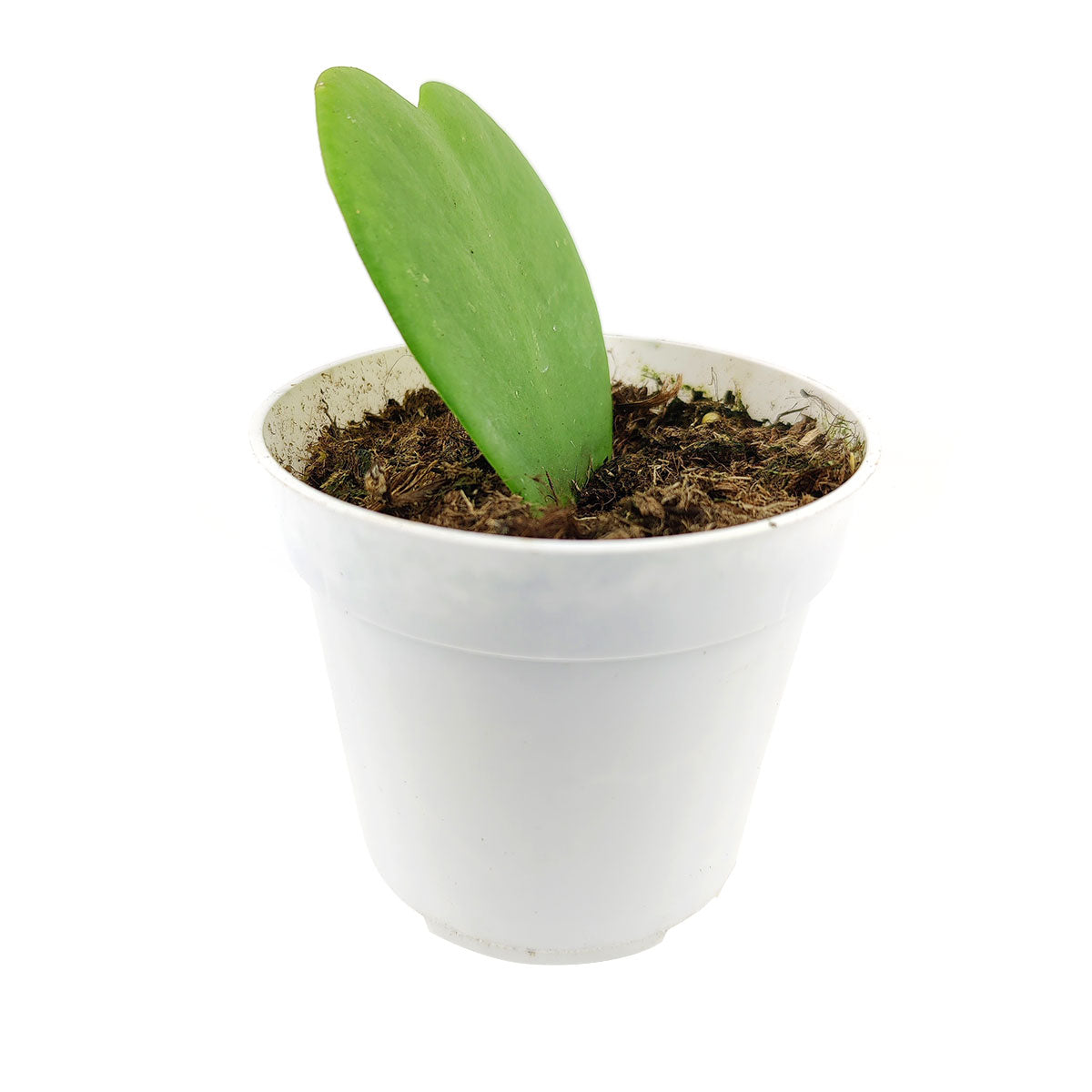 buy hoya sweetheart live houseplant 6" pot online, full lush vining growth with multiple heart-shaped leaves, trailing stems with deep green waxy foliage, semi-succulent tropical houseplant, bright indirect light grower, elegant boho home decor accent, stunning anniversary or housewarming gift