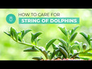 4 inch string of dolphins senecio peregrinus succulent live succulent for sale, lush trailing stems with plump dolphin-form leaves in custom pot, sought-after rare hybrid succulent, blue-green dusty foliage with whimsical form