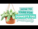 sedum donkey's tail, sedum burrito, succulents garden, how to grow succulents, monthly succulents, cactus, Succulents, succulent care guide, succulents store in CA, indoor succulents, sedum donkey's tail in California, How to grow sedum donkey's tail, Indoor Succulents
