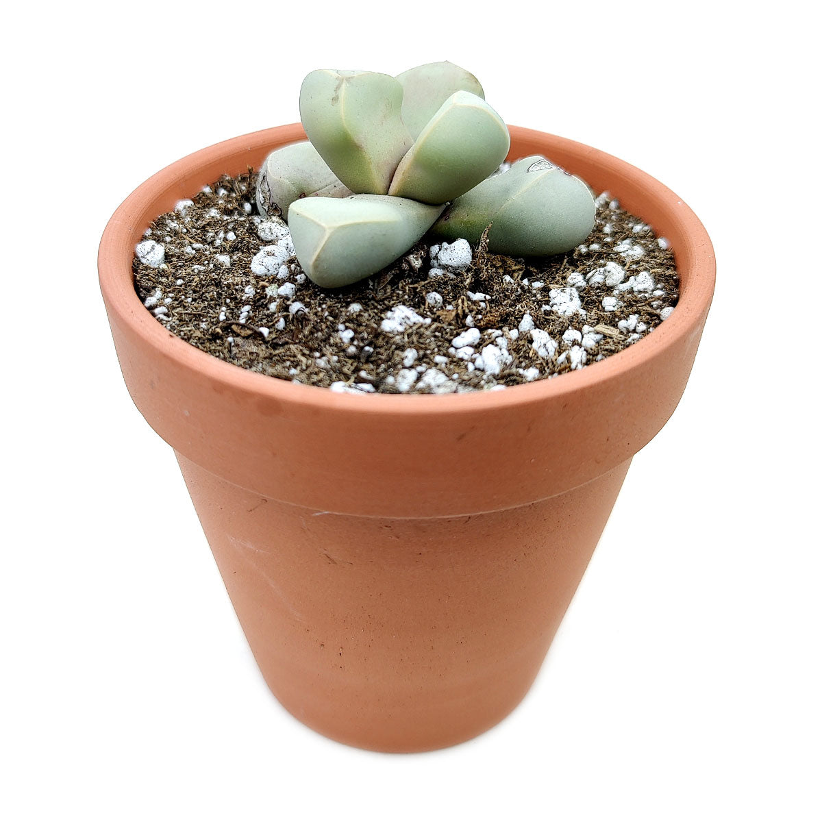 buy Karoo Rose Lapidaria margaretae Cactus live cactus 2 inch online, arid-adapted south african succulent with compact stacked leaf pairs in pale blue-green and pink tones, clumping rosette form, thrives in full sun with well-draining soil, stunning modern minimalist home decor accent, a wonderful rare gift for succulent collectors in a white modern pot