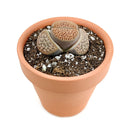 How to take care of Lithops Succulent Plant, Lithops Living Stones Care Guide, How to grow Lithops Plant, rare succulents, rare succulents for sale, unique succulents, buy succulents online, rare succulent, succulent shop, unusual succulents, succulent store, succulents online,  indoor succulents.