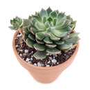 4 inch graptoveria olivia live succulent for sale, vivid rosette of olive green leaves edged in soft pink, smooth waxy leaf surface with subtle bronze sheen, clumping low-profile growth form, drought tolerant and beginner friendly, gorgeous statement