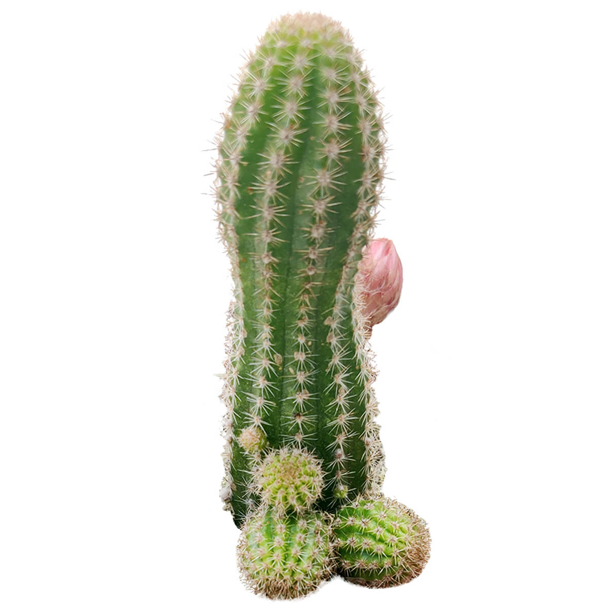 buy peanut cactus - echinopsis chamaecereus live cactus 2 inch online, pale
