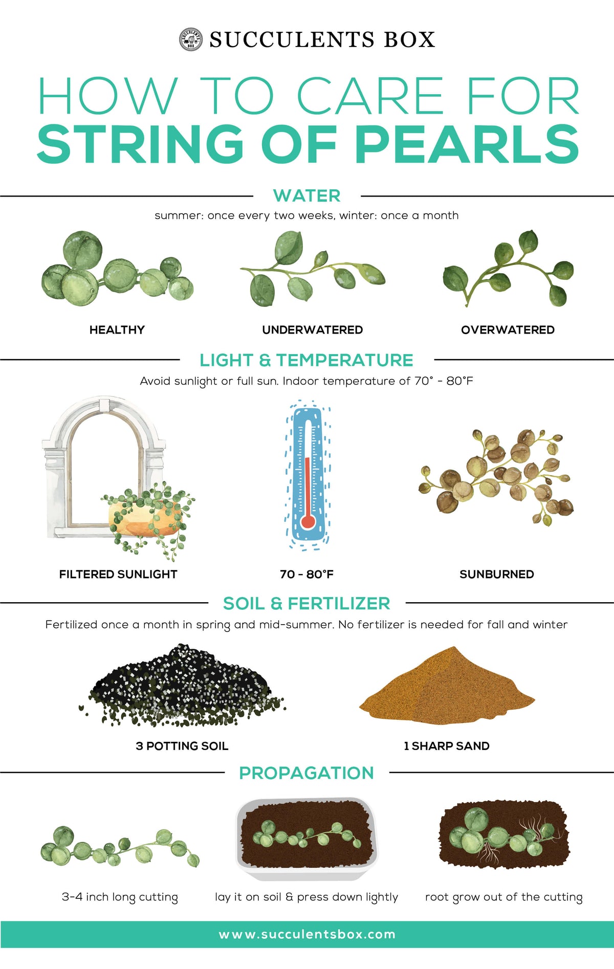 How to care for string of pearls, string of pearls care, how to water string of pearls, string of pearls light, string of pearls temperature, best soil for string of pearls, string of pearls fertilizer, string of pearls propagation