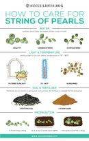 String of pearls for sale, how to grow succulents, succulent plant, succulent care guide, indoor succulents, monthly succulents, succulent care tips