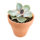 Buy Echeveria Perle Von Nurnberg 2 inch online. Echeveria Perle Von Nurnberg is a stunning succulent with soft lavender-gray leaves arranged in a graceful rosette. It thrives in bright light and well-draining soil with minimal watering. This elegant, low-maintenance plant is perfect for succulent collections, windowsills, and indoor décor.