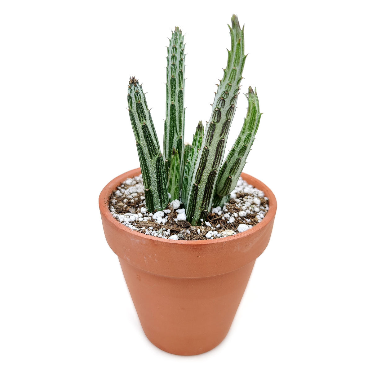 4" pot pickle plant kleinia stapeliiformis cactus live cactus for sale, upright pencil-thin succulent stems densely clustered in a small pot, muted green and silvery patterned surface with scale-leaf textures along ribs