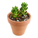 buy pink jelly bean sedum - sedum rubrotinctum live plant 2 inch online, non variegated form with vibrant green succulent leaves developing bold red tips when sun stressed, clusters of small star shaped yellow flowers may appear in spring, spreading trailing habit adds lush texture to containers and arrangements, thrives in dry conditions and tolerates heat well, a bold and lively bohemian accent for desks windowsills or outdoor pots, a unique and lasting gift for succulent enthusiasts
