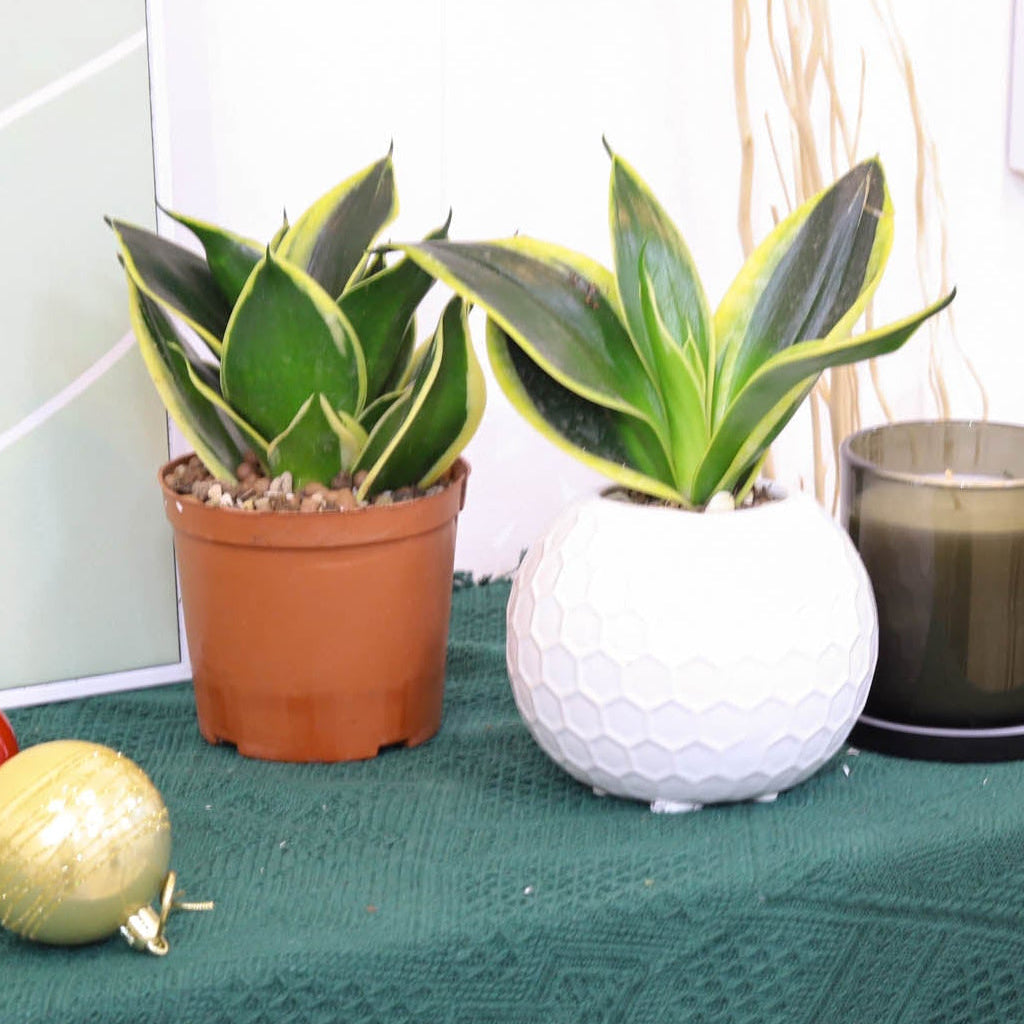 buy snake plant sansevieria gold flame live houseplant 4" pot online, vivid golden-yellow center leaves with deep green edges, upright sword-shaped variegated foliage, slow-growing compact architectural form, drought tolerant easy care succulent, bold statement plant for modern minimalist interiors, perfect housewarming gift for plant lovers