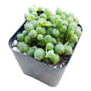 String of pearls for sale, how to grow succulents, succulent plant, succulent care guide, indoor succulents, monthly succulents, succulent care tips