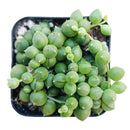 String of pearls for sale, how to grow succulents, succulent plant, succulent care guide, indoor succulents, monthly succulents, succulent care tips